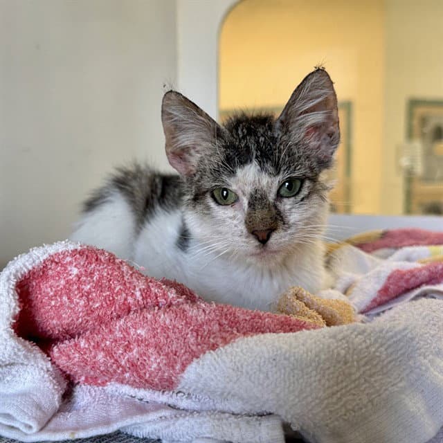 Mango - Domestic Short Hair