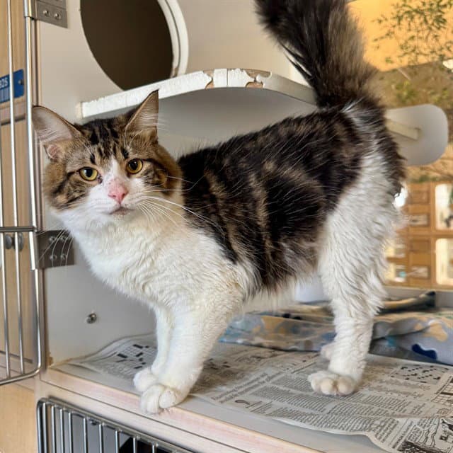 Holiday - Domestic Medium Hair