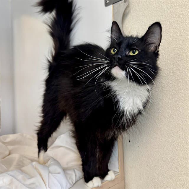 Miley - Domestic Short Hair
