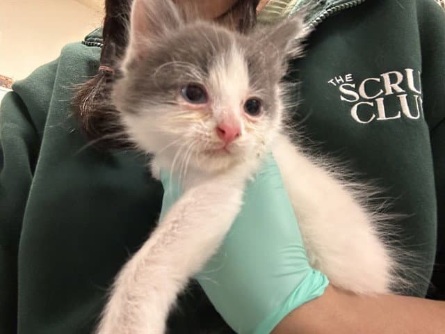 Bowie - Domestic Short Hair
