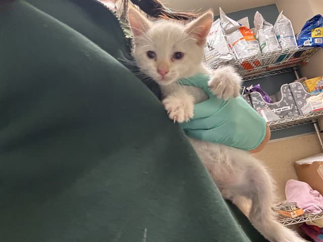 Bluey - Domestic Short Hair