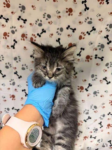 Fergie - Domestic Medium Hair