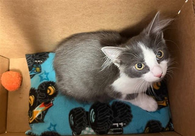 Crash - Domestic Short Hair
