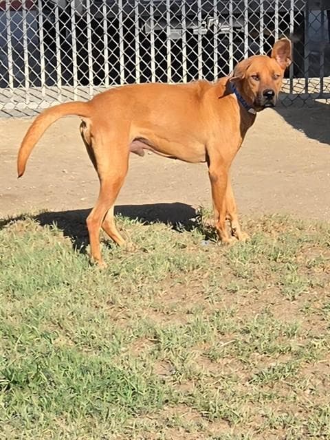 Duke - Bloodhound