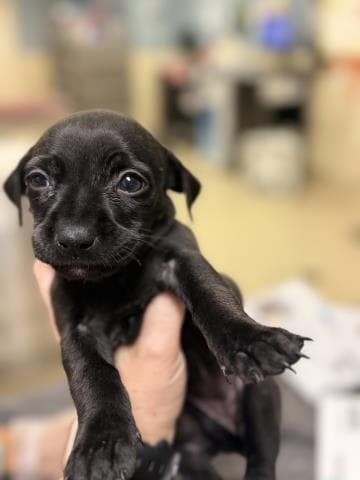 Unknown - Chihuahua