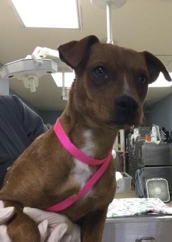 Ducey - Pit Bull Terrier