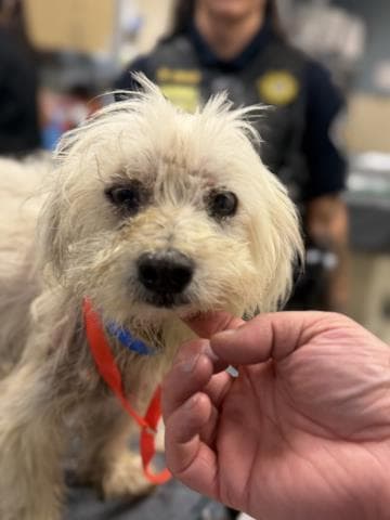 Sosa - Maltese