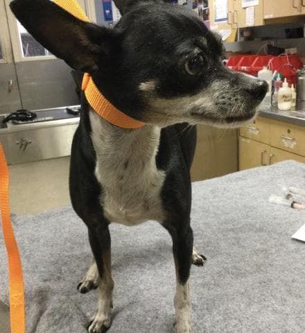 Trixie - Chihuahua