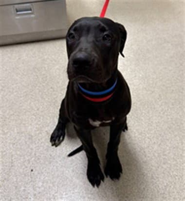 Zorro - Pit Bull Terrier