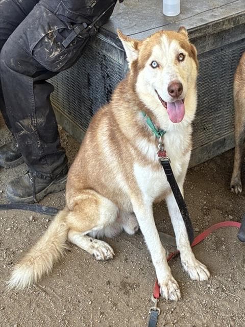 Cola - Siberian Husky