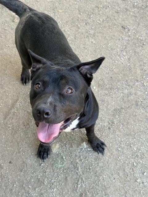 Diamond - Pit Bull Terrier