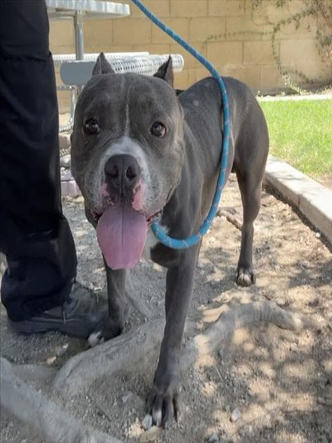 Chapo - Pit Bull Terrier