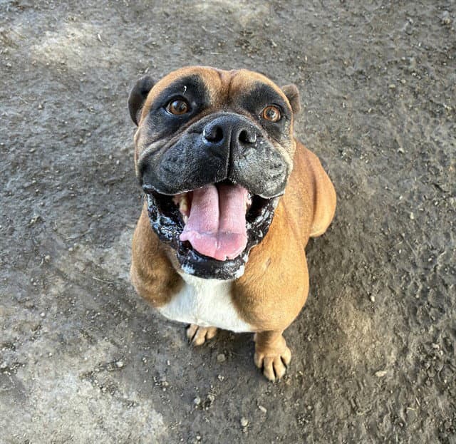 Cocacola - Boxer