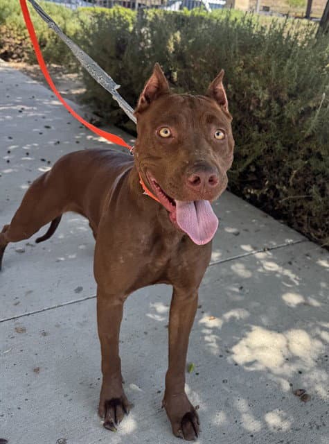 Aurora - Pit Bull Terrier