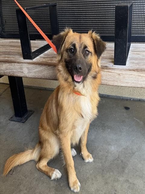 Bolo - German Shepherd Dog