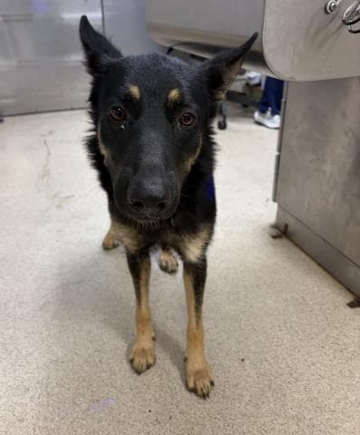Edna - German Shepherd Dog