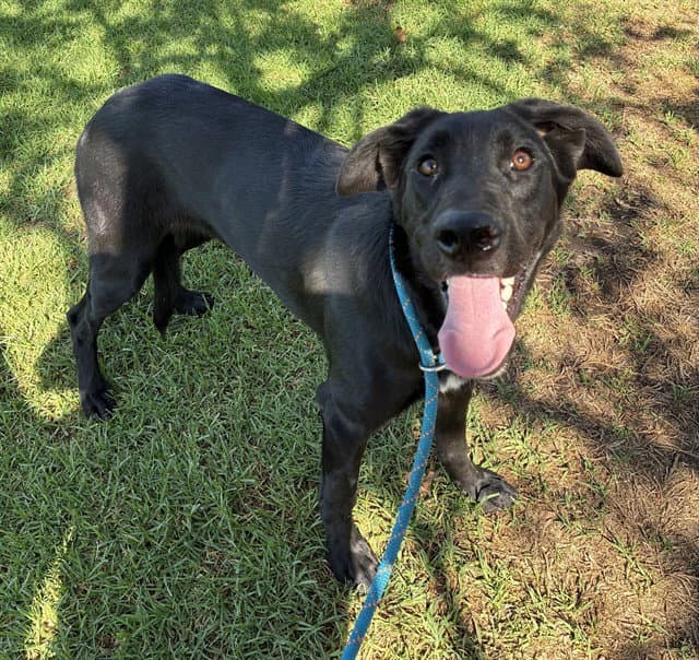 Melody - Great Dane