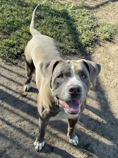 Andy - Pit Bull Terrier