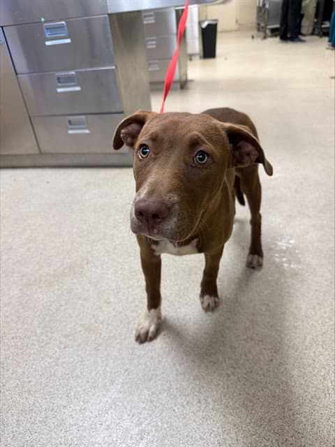 Betty Boop - Pit Bull Terrier