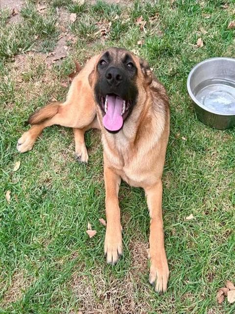 Stella - Belgian Shepherd Malinois