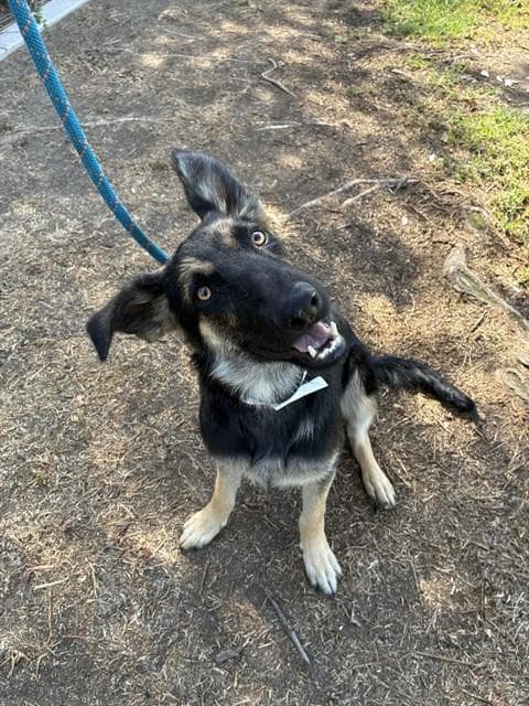 Tina - German Shepherd Dog