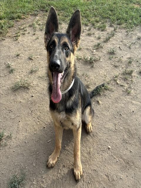 Deedee - German Shepherd Dog