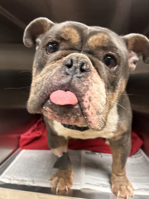 Pb  J - Bulldog