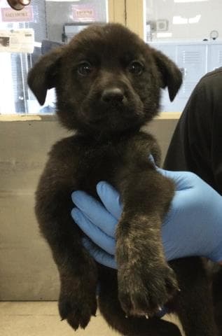 Unknown - German Shepherd Dog
