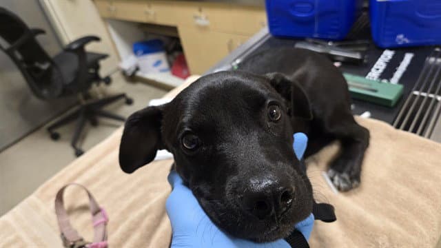 Opal - Labrador Retriever