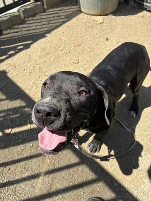 Dahlia - Pit Bull Terrier