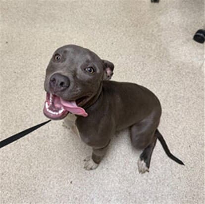 Penelope - Pit Bull Terrier