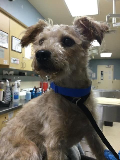 Doug - Terrier