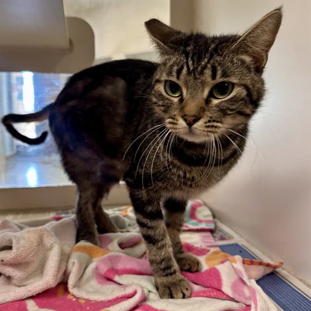 Lady - Domestic Short Hair
