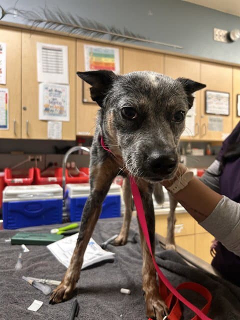 Applepye - Australian Cattle Dog/Blue Heeler