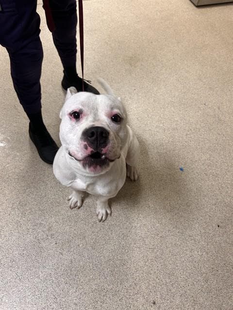 Spunk - Pit Bull Terrier