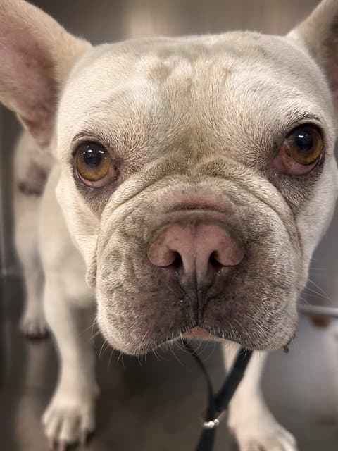 Glinda - French Bulldog
