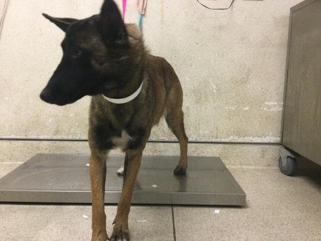 Eevee - Belgian Shepherd Malinois