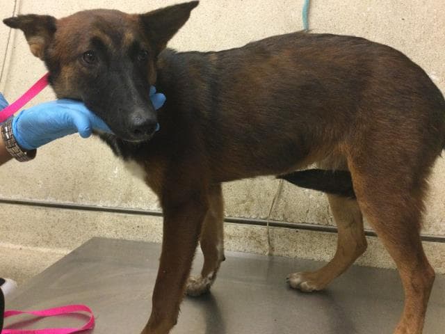 Unknown - Belgian Shepherd Malinois
