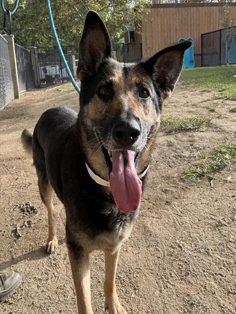 Ladybug - German Shepherd Dog