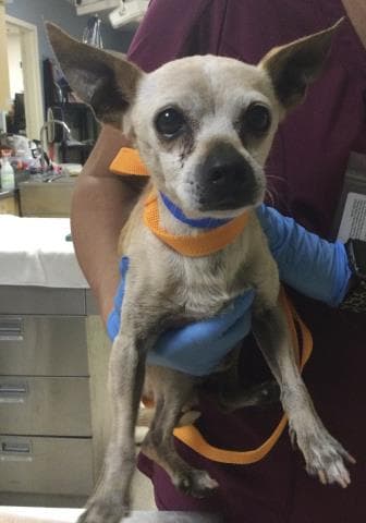 Gramps - Chihuahua