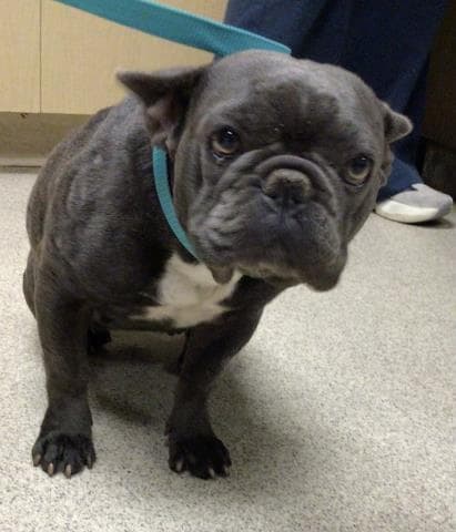 Hazel - French Bulldog