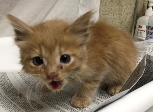 Unknown - Domestic Medium Hair