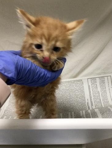 Unknown - Domestic Medium Hair