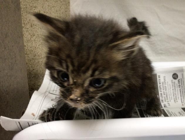 Unknown - Domestic Medium Hair