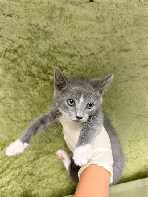 Becky - Domestic Short Hair