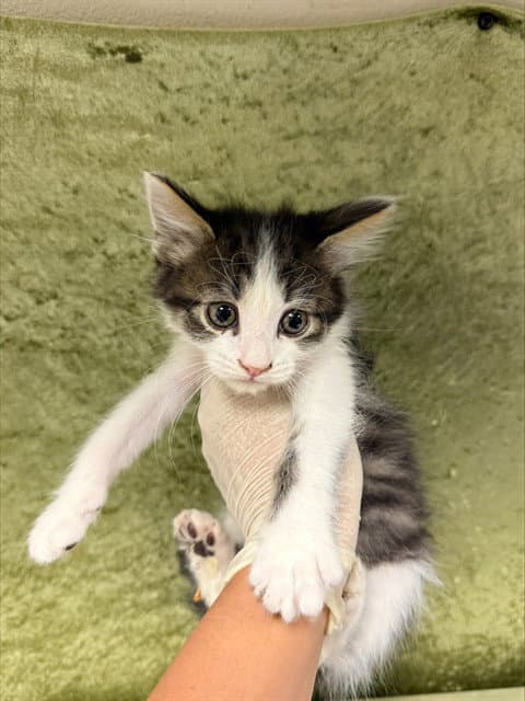 Billy - Domestic Short Hair