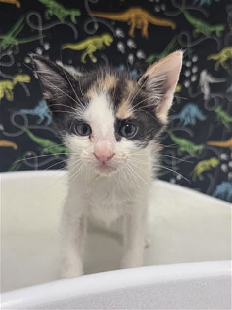Mochi - Domestic Short Hair