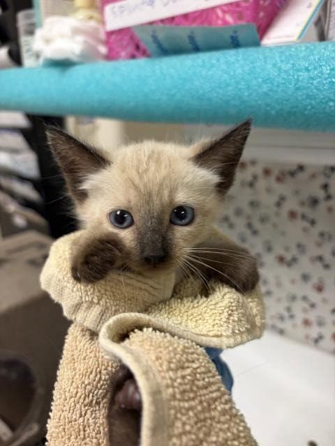 Blue - Domestic Short Hair