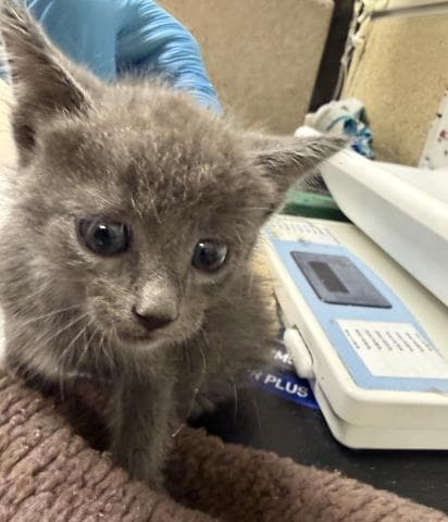 Silver - Domestic Short Hair