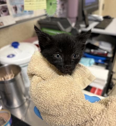 Blare - Domestic Short Hair